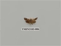 藏品(螟蛾162)的圖片